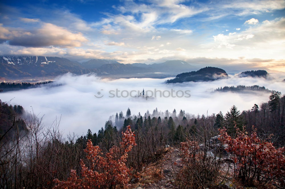 Similar – Image, Stock Photo Frosty Black Forest 1