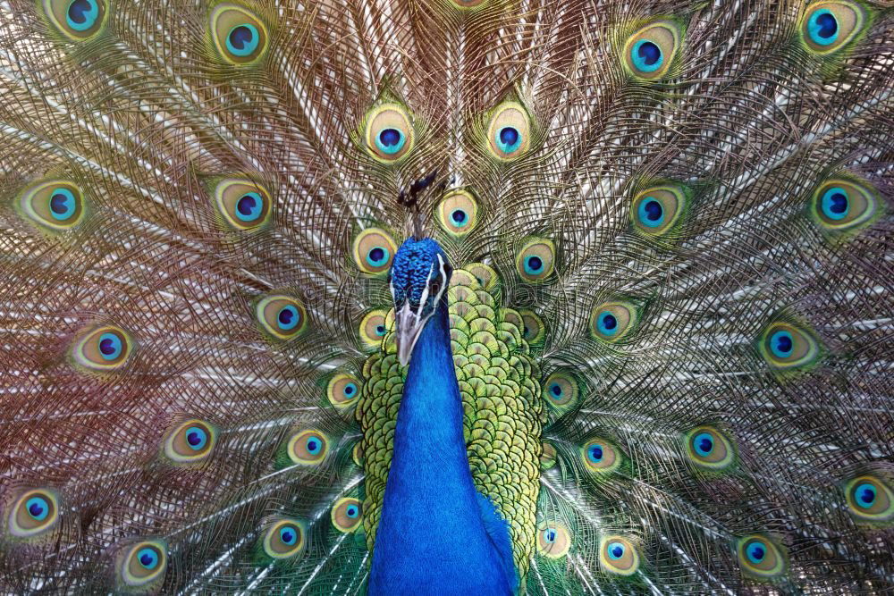 Similar – Peacock beats wheel Nature