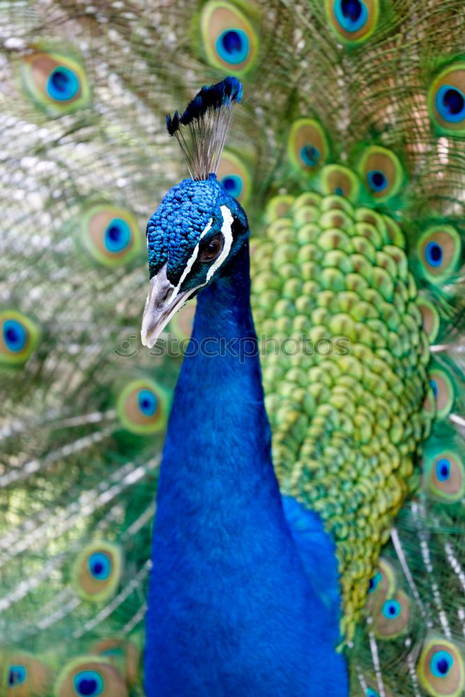 Similar – Peacock beats wheel Nature