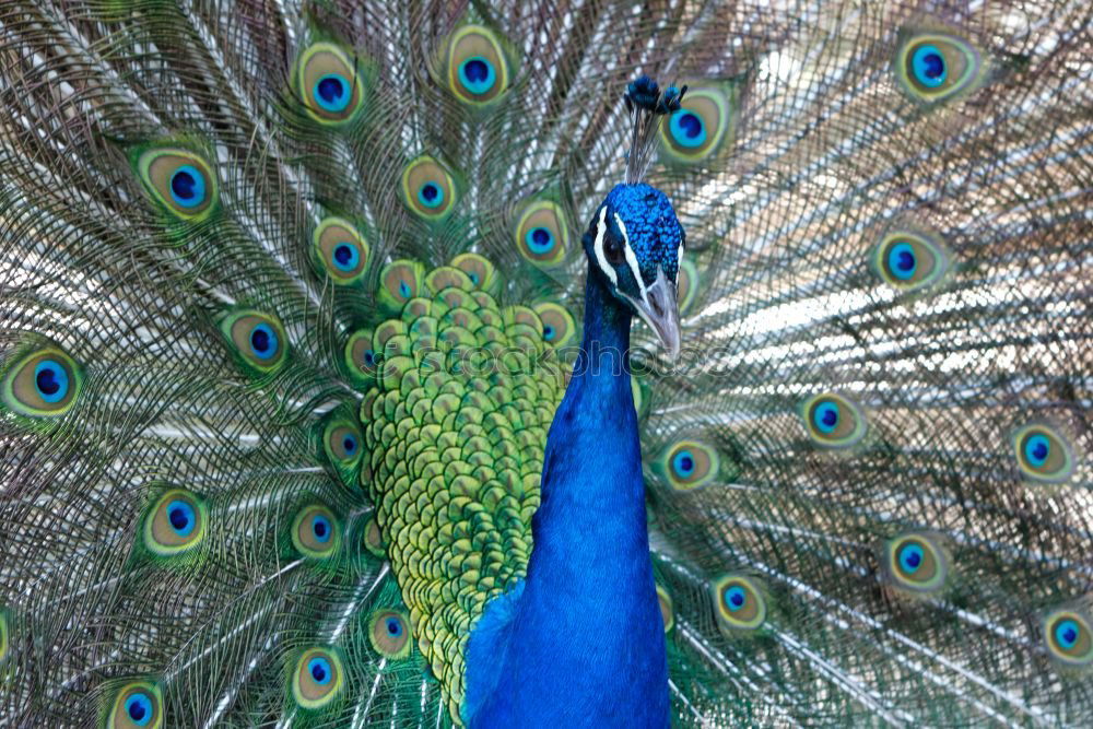 Similar – Peacock beats wheel Nature