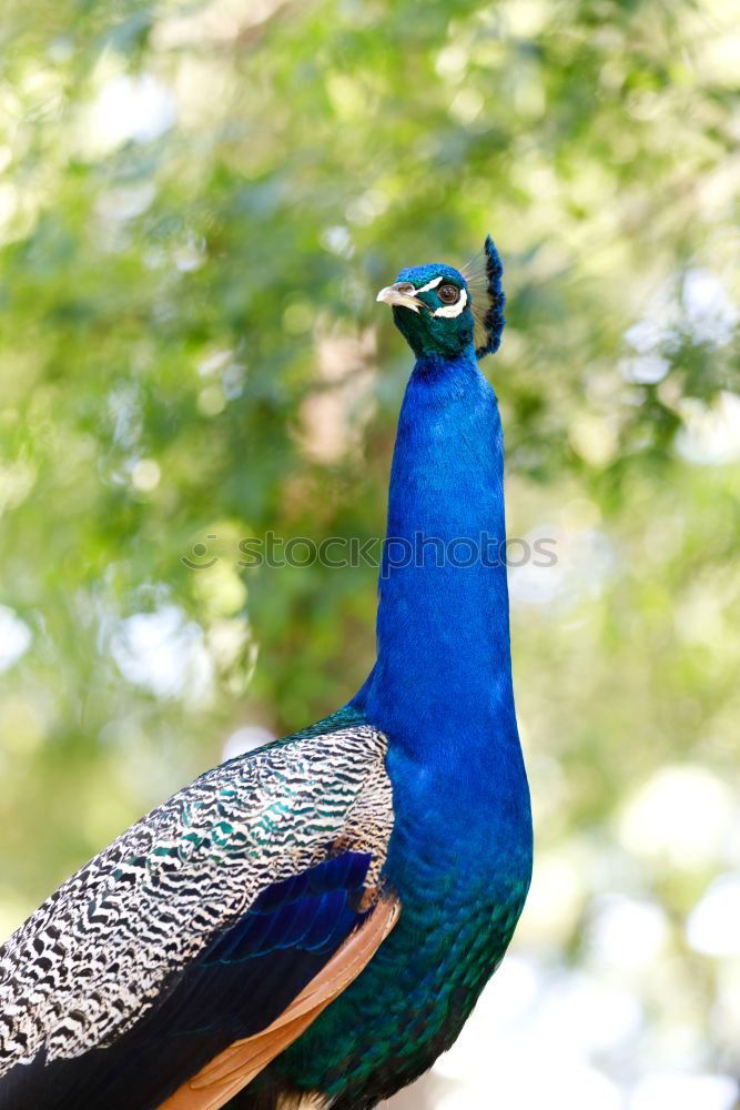 Similar – Image, Stock Photo Peacock male Elegant