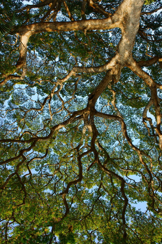 Similar – branches Nature Autumn