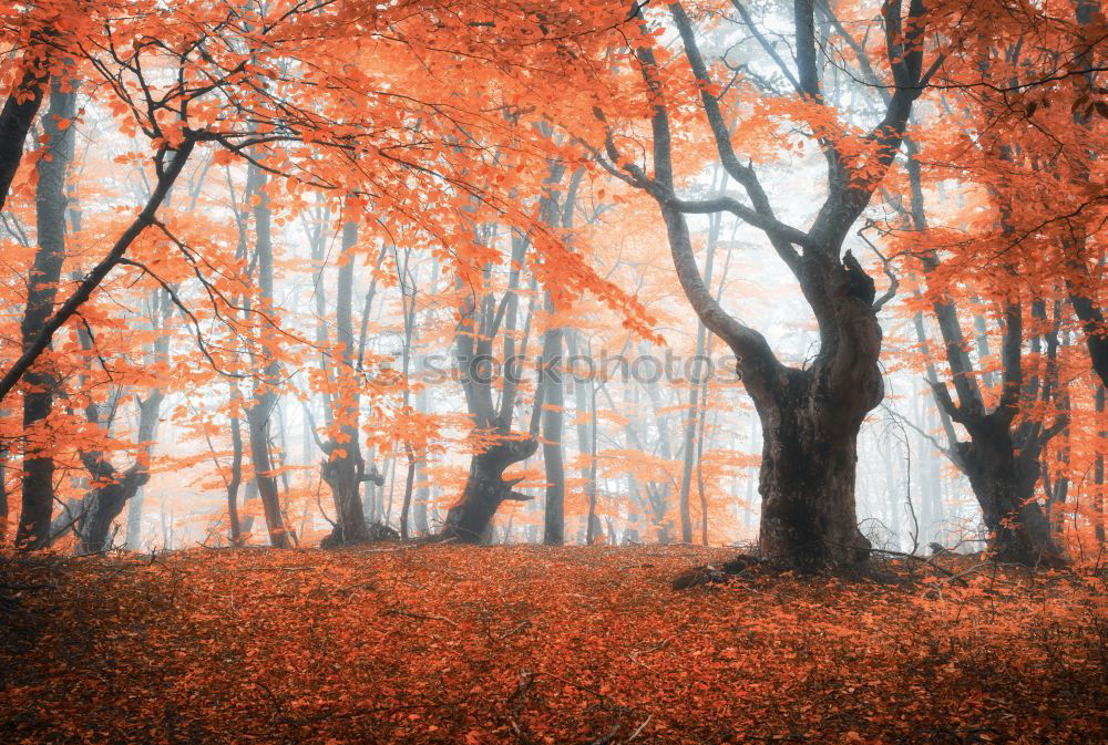 Similar – Rays of sunshine in the colorful autumn forest