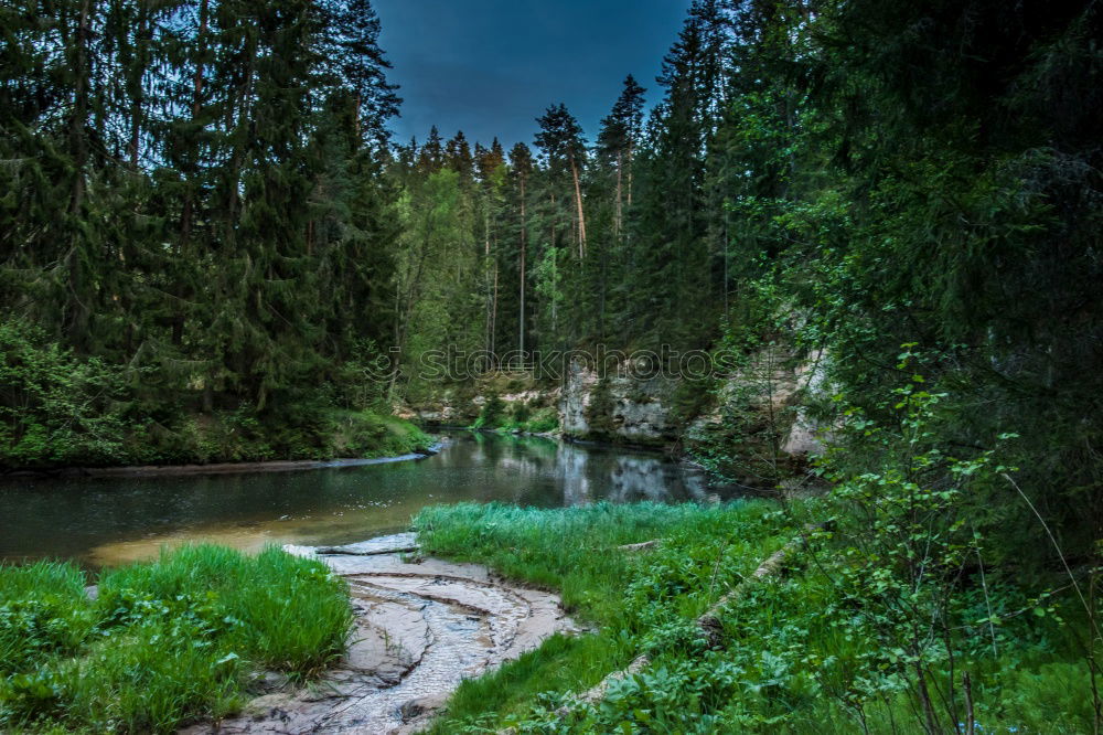 Green Forest Beautiful