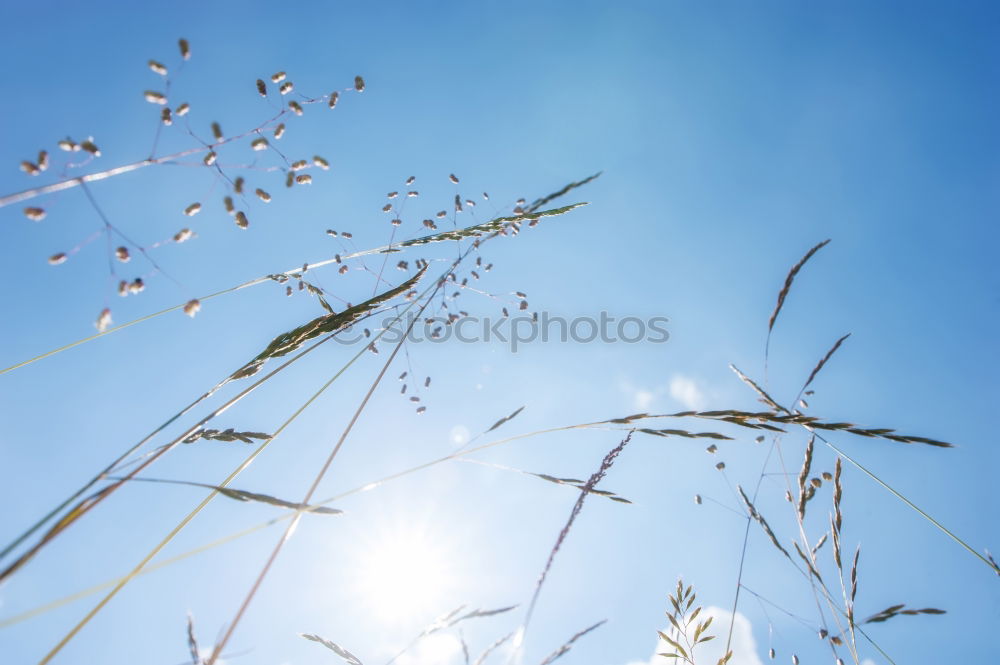 Similar – Image, Stock Photo let the sun shine …