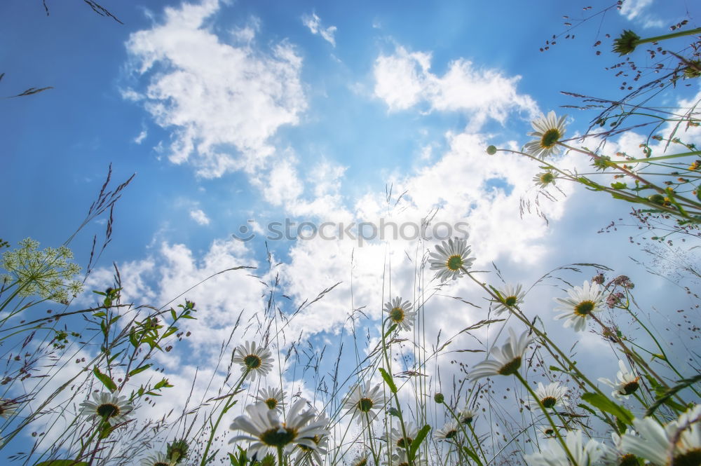 Similar – Foto Bild Türme Umwelt Natur Pflanze