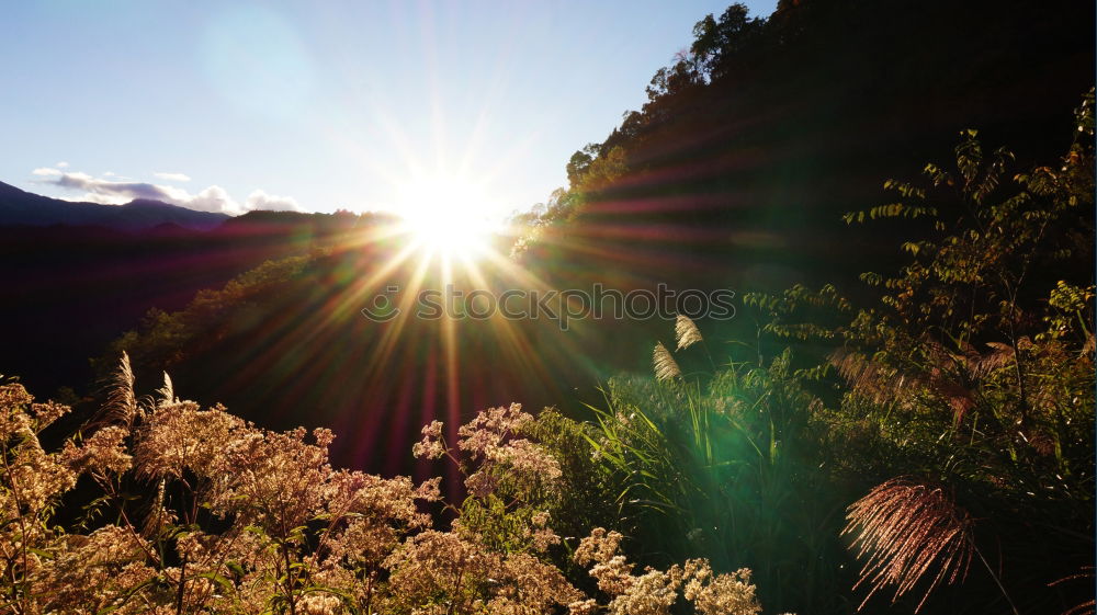 Similar – After the rain, moorland