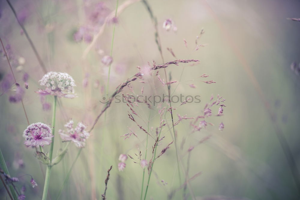 Similar – Scabioses scabioses