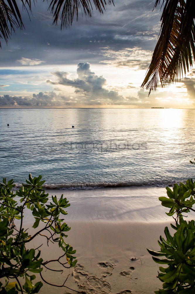 Similar – Image, Stock Photo palm beach Palm tree Beach