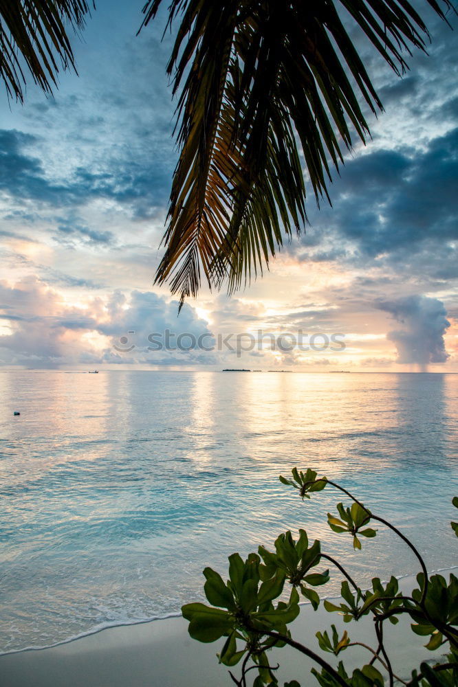 Similar – Image, Stock Photo palm beach Palm tree Beach