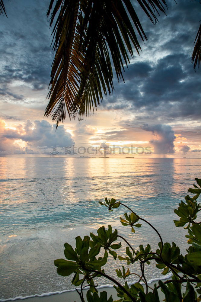 Similar – Image, Stock Photo palm beach Palm tree Beach