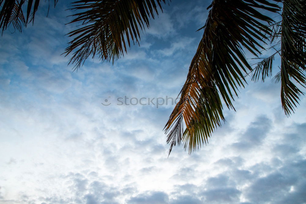 Similar – Three palm branches on neutral ground