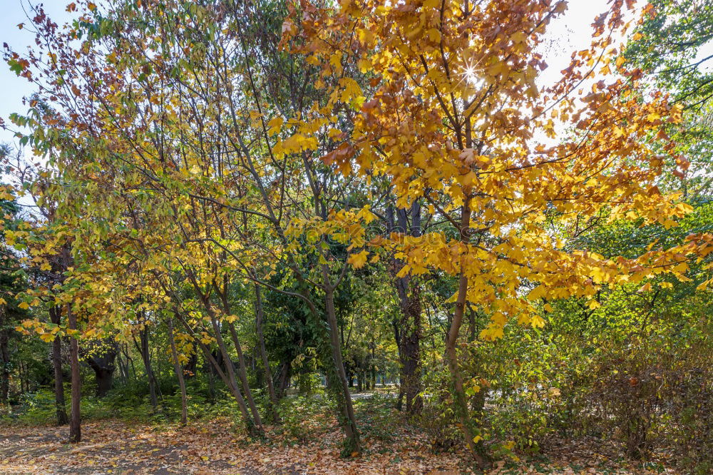 Similar – Image, Stock Photo tree felling