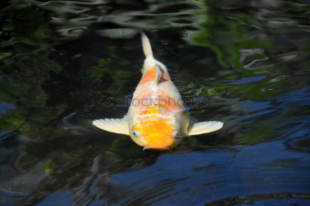 Similar – Image, Stock Photo AAAH my eye Animal Water