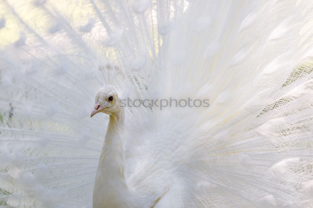 albino Animal Bird 1