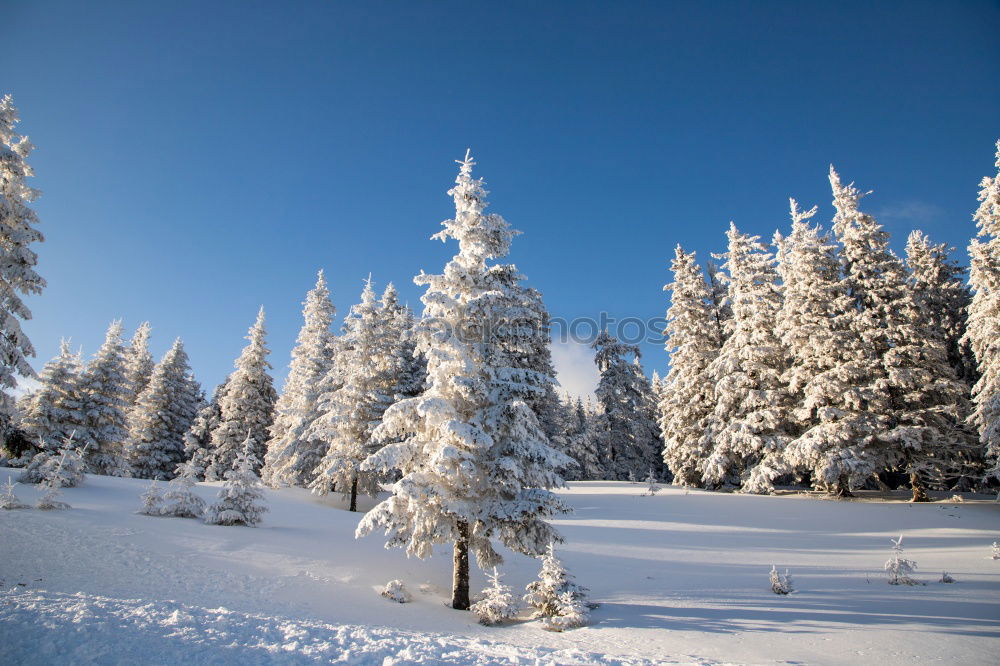 Similar – Image, Stock Photo winter hike in the northern Black Forest on a sunny day