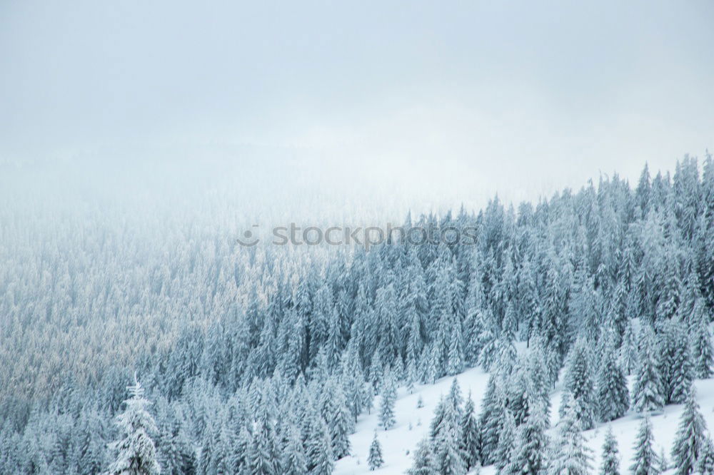 Similar – im winter Winter Nebel