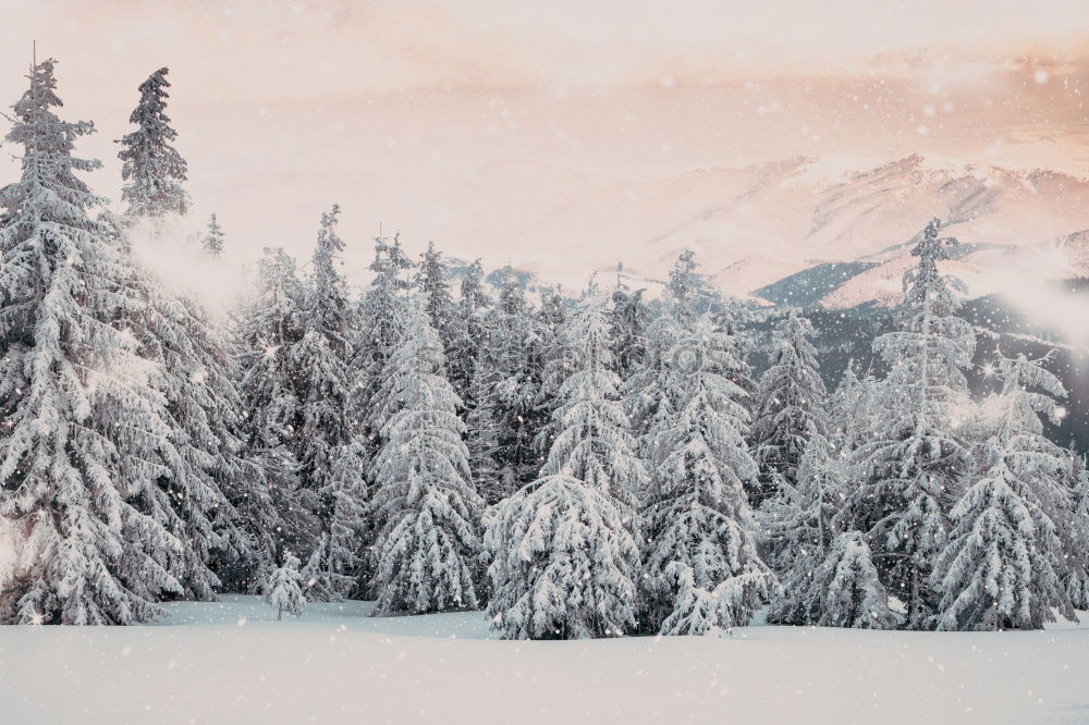 Similar – Image, Stock Photo Merry Christmas! Wintry fir trees rise into a sky with clouds. Right in the middle is a blue hole