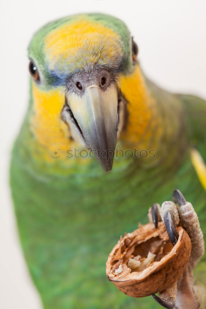 Similar – Image, Stock Photo Frida Forever Bird Parrots