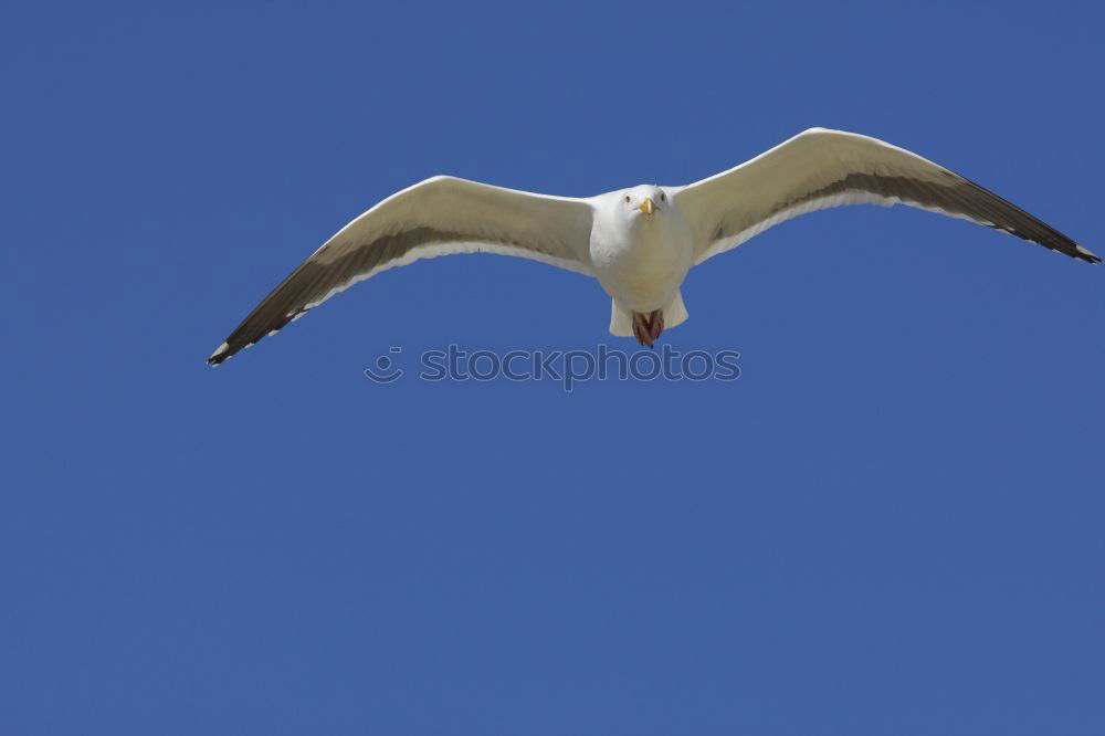 Similar – Boundless freedom Seagull