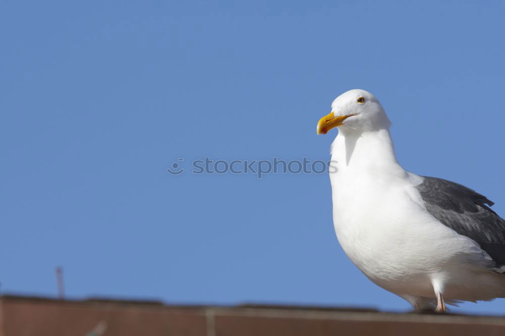 Similar – Foto Bild Möwe Vogel Laterne