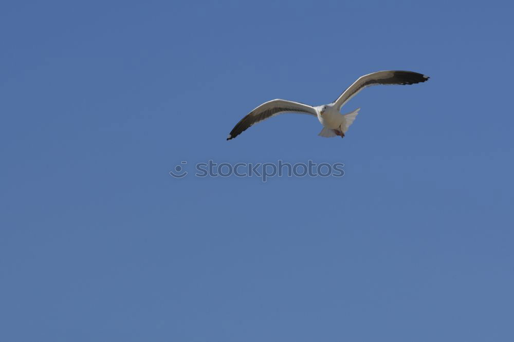 Similar – Foto Bild einer von vielen Vogel