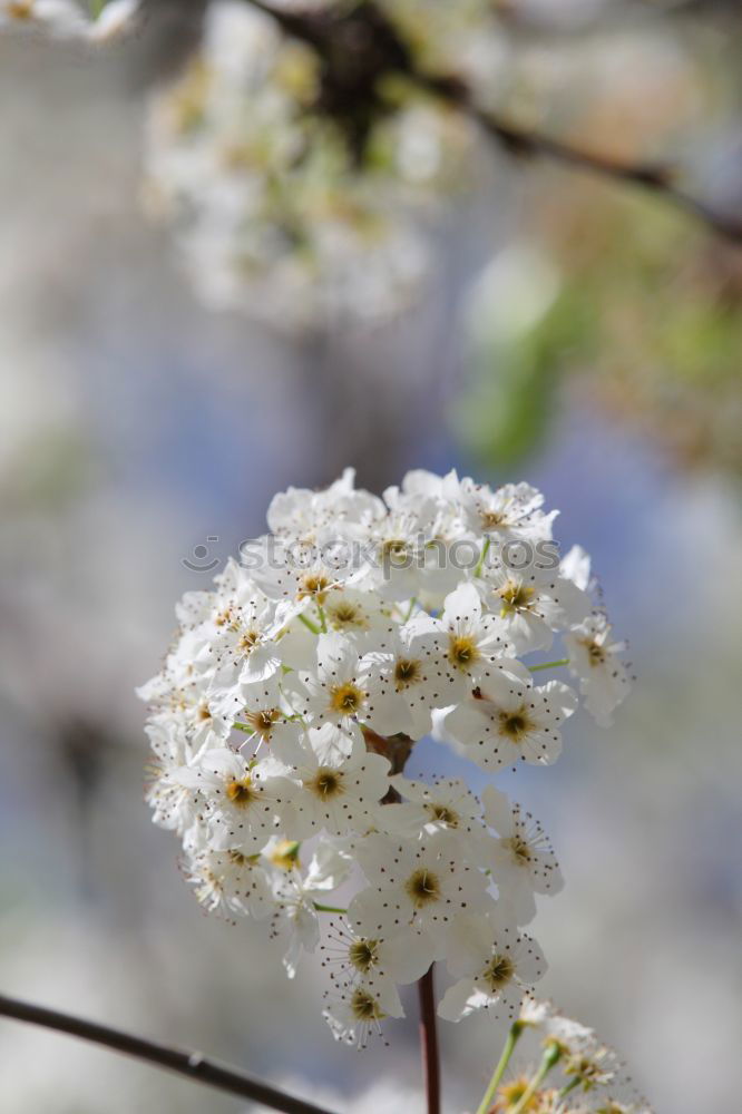 Similar – Image, Stock Photo ice flowers Nature Plant