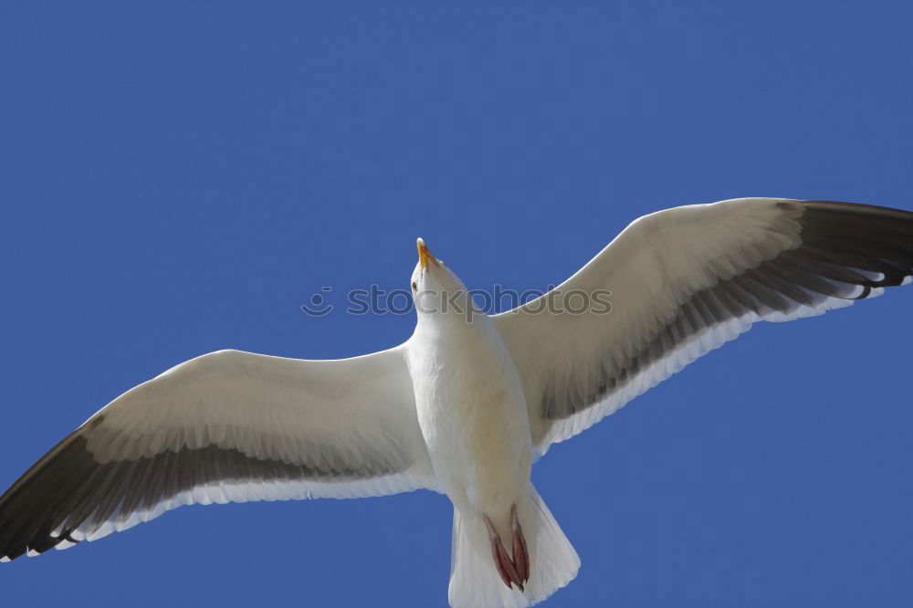 Similar – Boundless freedom Seagull