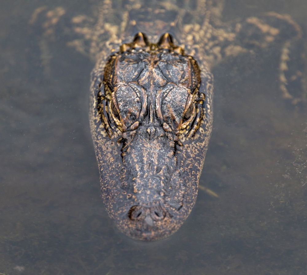 Similar – Image, Stock Photo spring fever Animal Frog