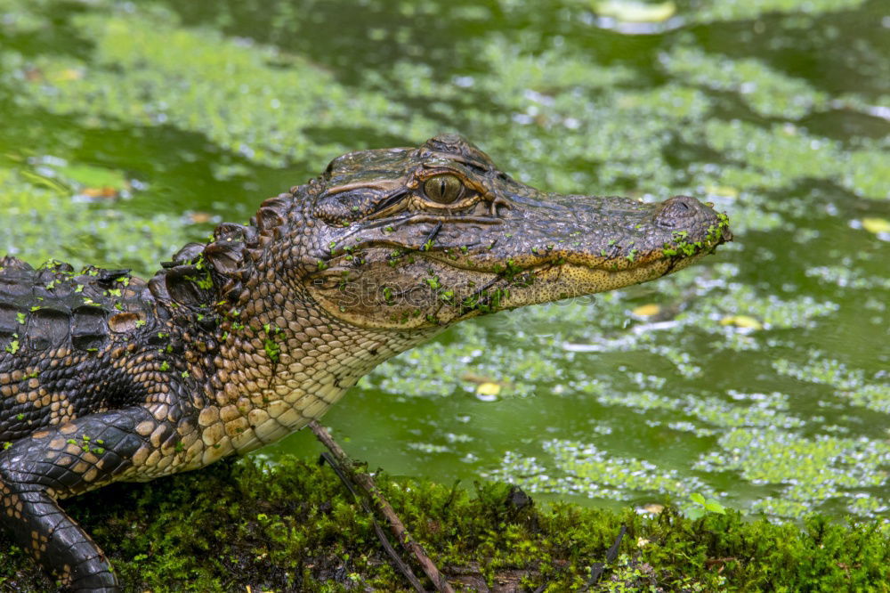 Similar – Image, Stock Photo wall lizard on a trunk 1