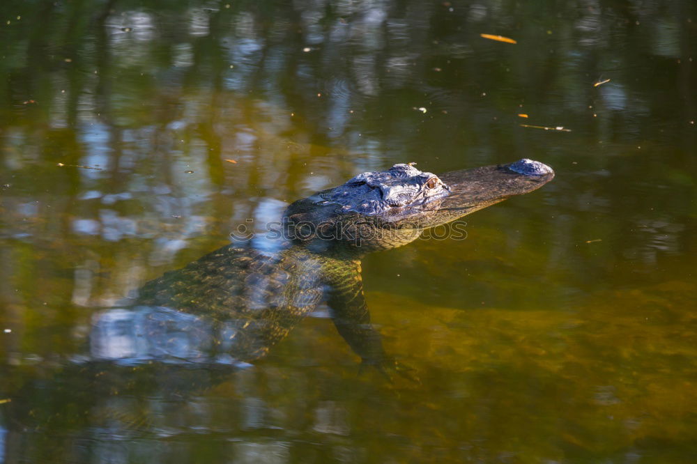 Similar – Foto Bild Familienausflug