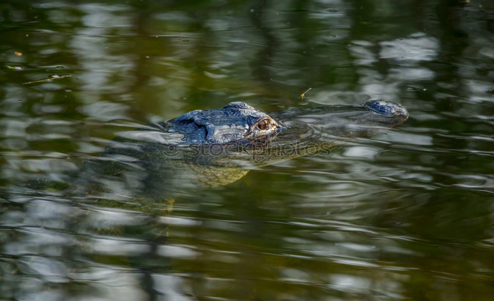 Similar – Image, Stock Photo turtle Nature Landscape