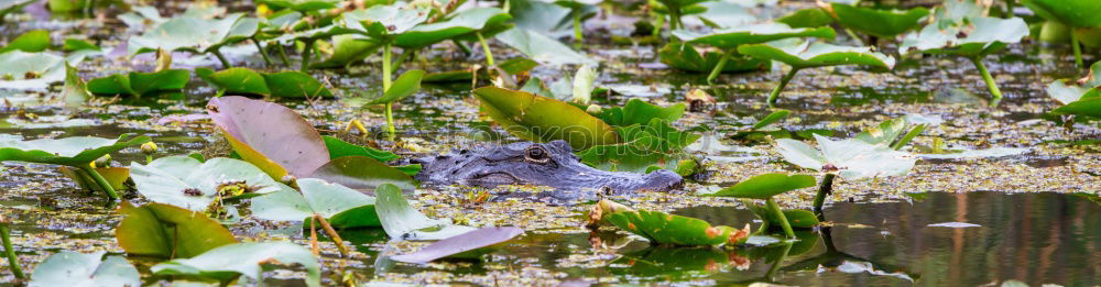 Similar – Frog in the pond