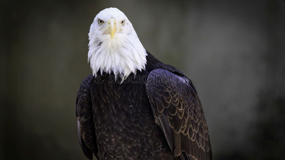 Similar – Bald Eagle II Environment