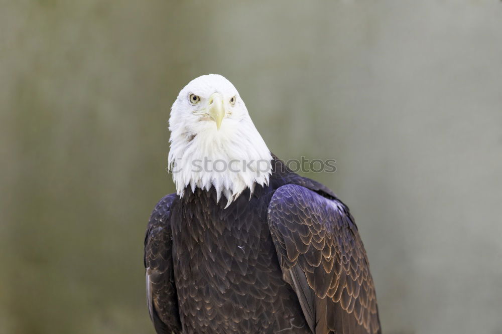 Similar – Portrait of a bald eagle (haliaeetus leucocephalus)