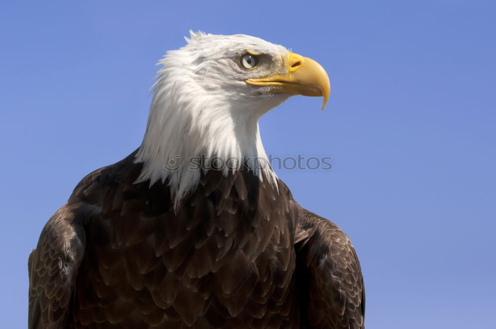 Image, Stock Photo freedom Freedom