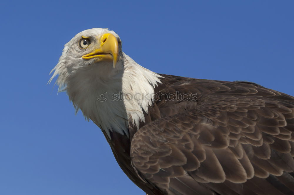 Similar – another gull Environment