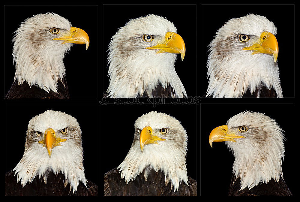 Similar – Image, Stock Photo bald eagle Animal