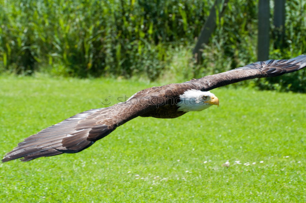 Similar – Image, Stock Photo landing approach