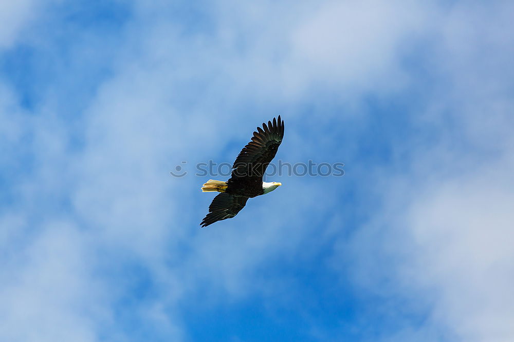 Similar – Image, Stock Photo alpendohle III Freedom