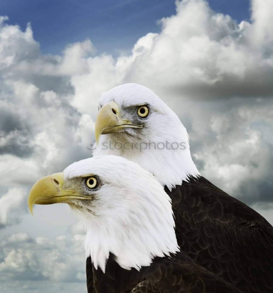 Similar – Image, Stock Photo freedom Freedom