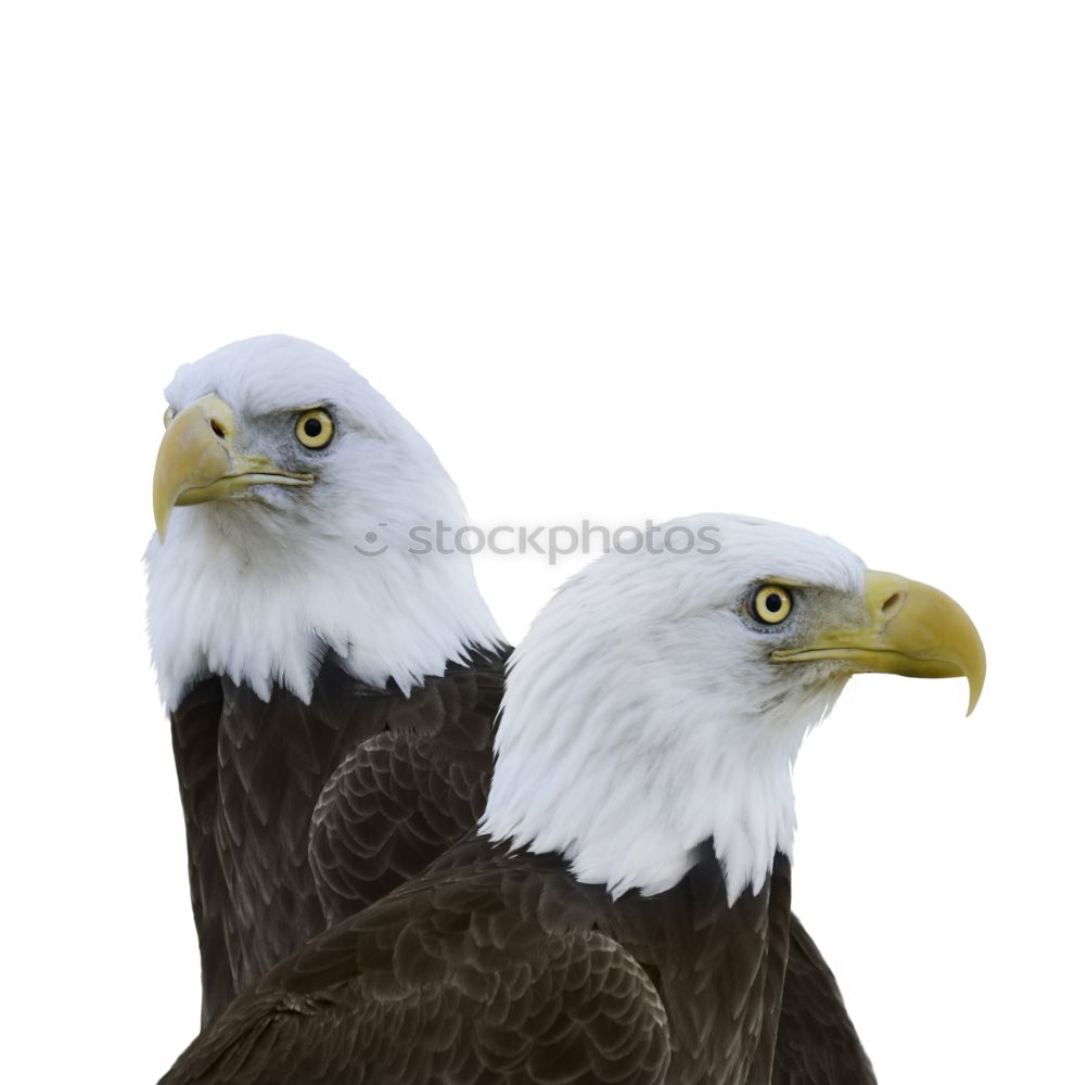 Similar – Image, Stock Photo freedom Freedom