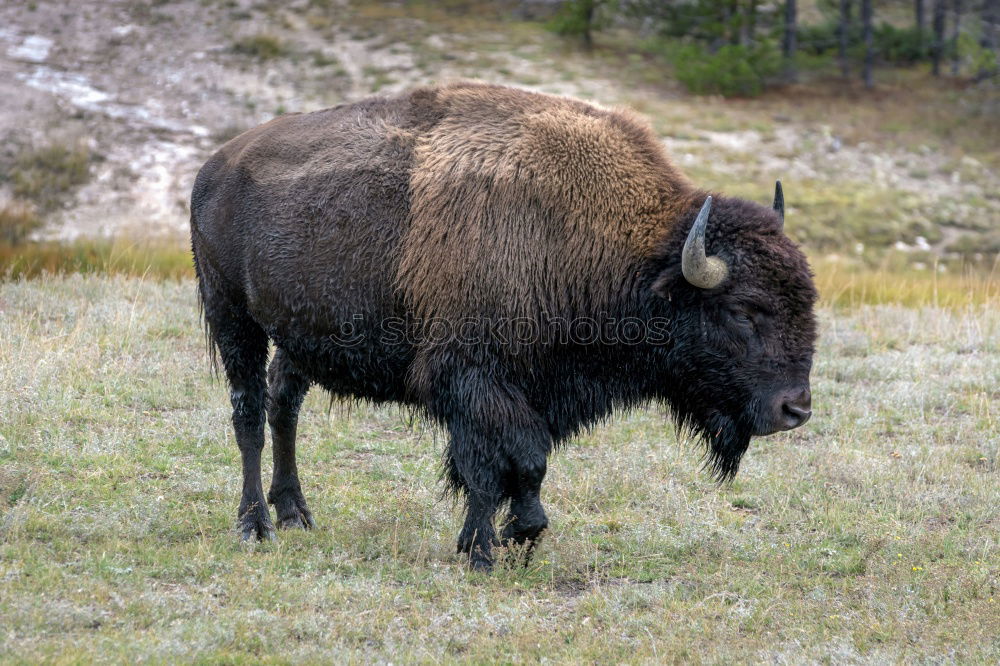 Similar – Wood Bison Animal