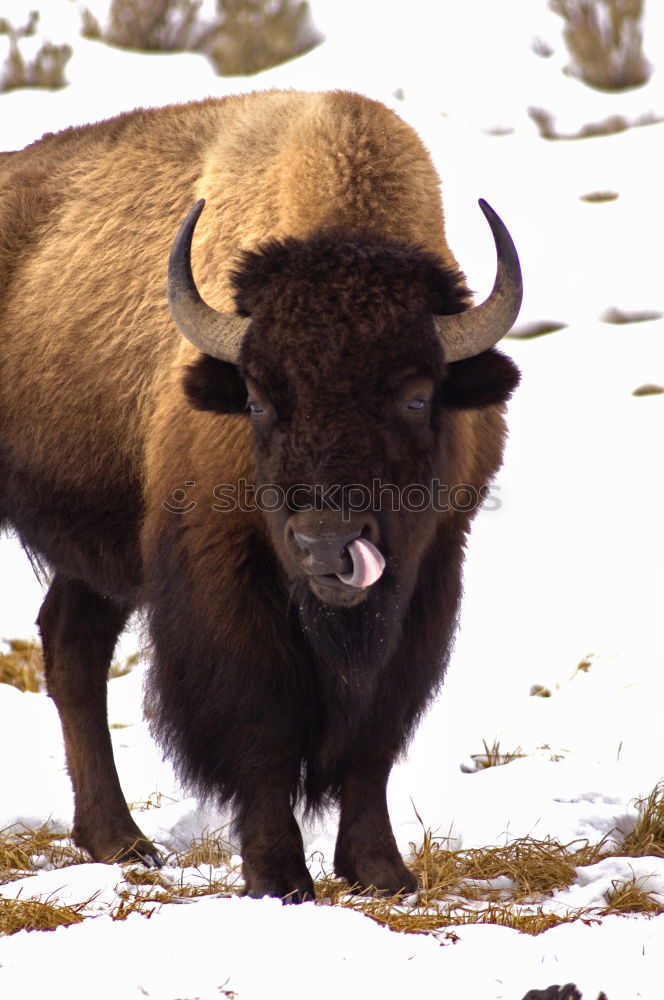 Wood Bison Animal