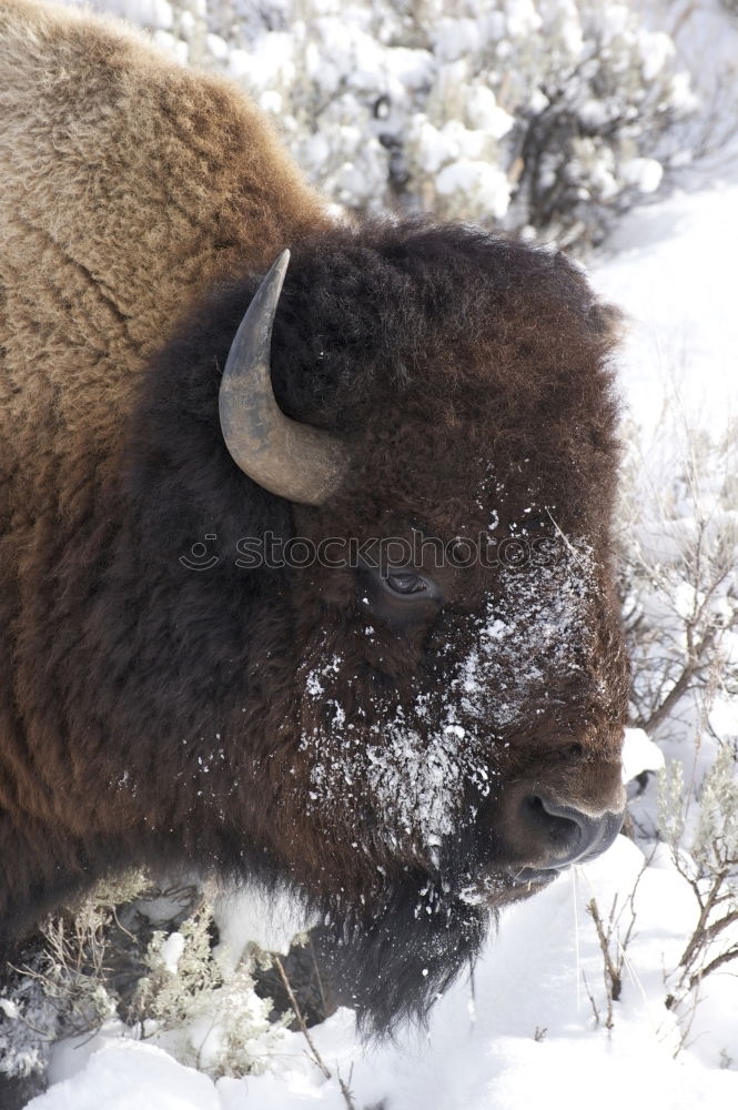 Similar – Wood Bison Animal