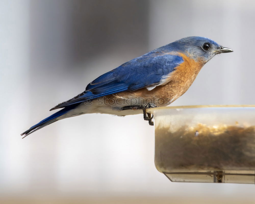 Similar – Lieber Vogel, fliege weiter! Nimm ein Gruß mit und ein Kuss