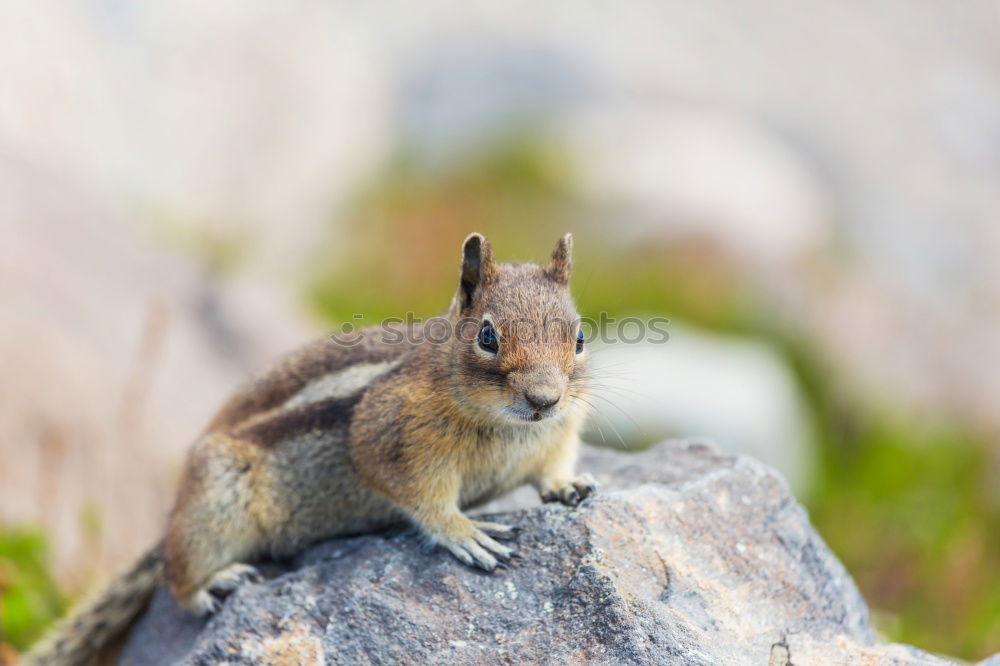 Similar – Image, Stock Photo Chipmunk Beautiful