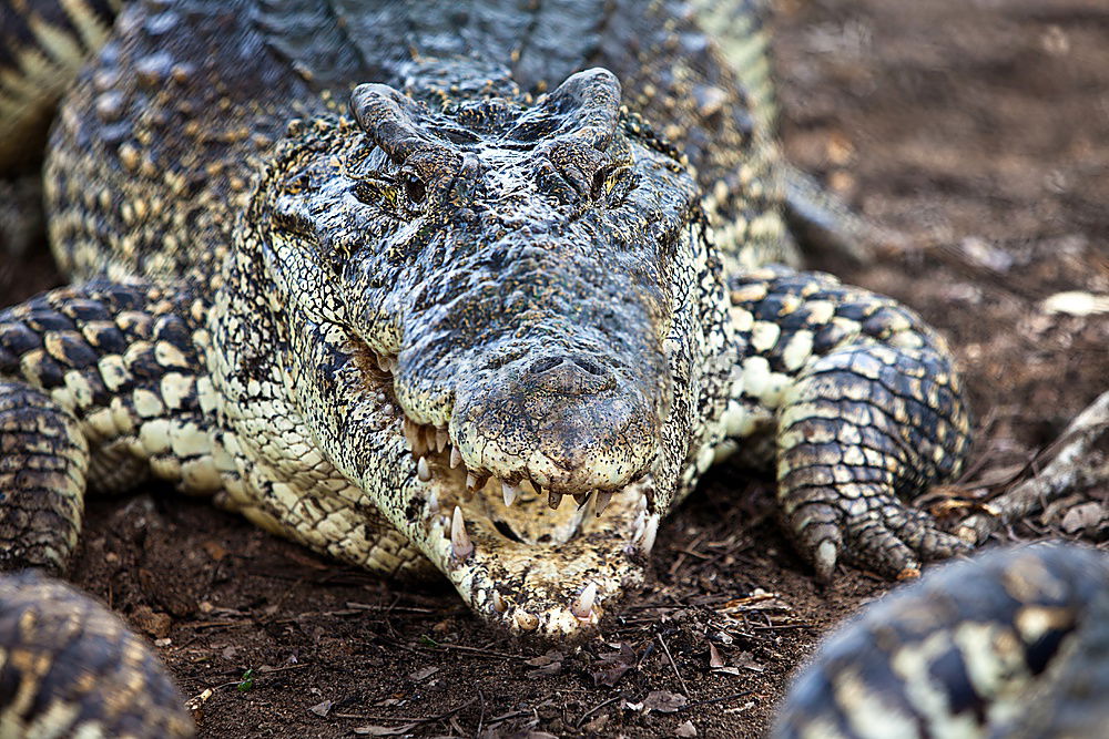 Similar – crocodile salad Crocodile