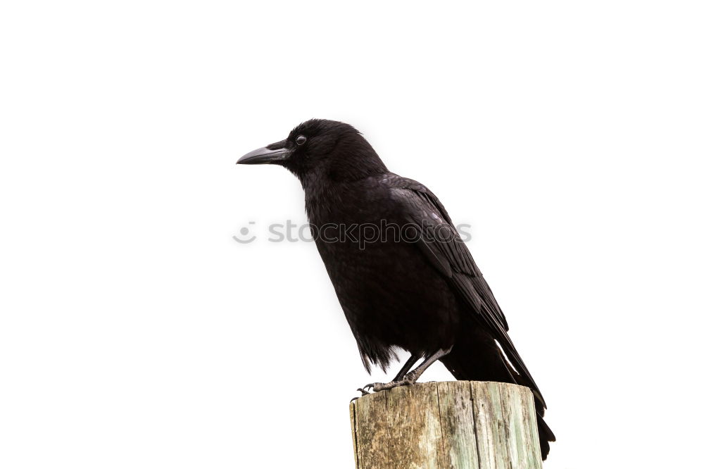 Similar – raven Raven birds Black