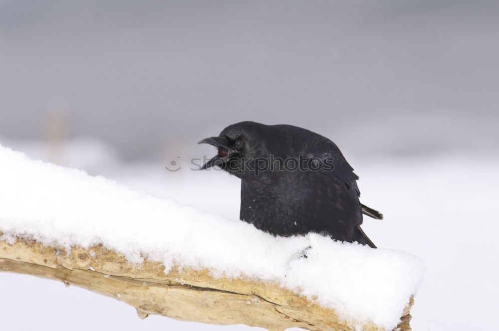 Similar – Amsel II. Environment